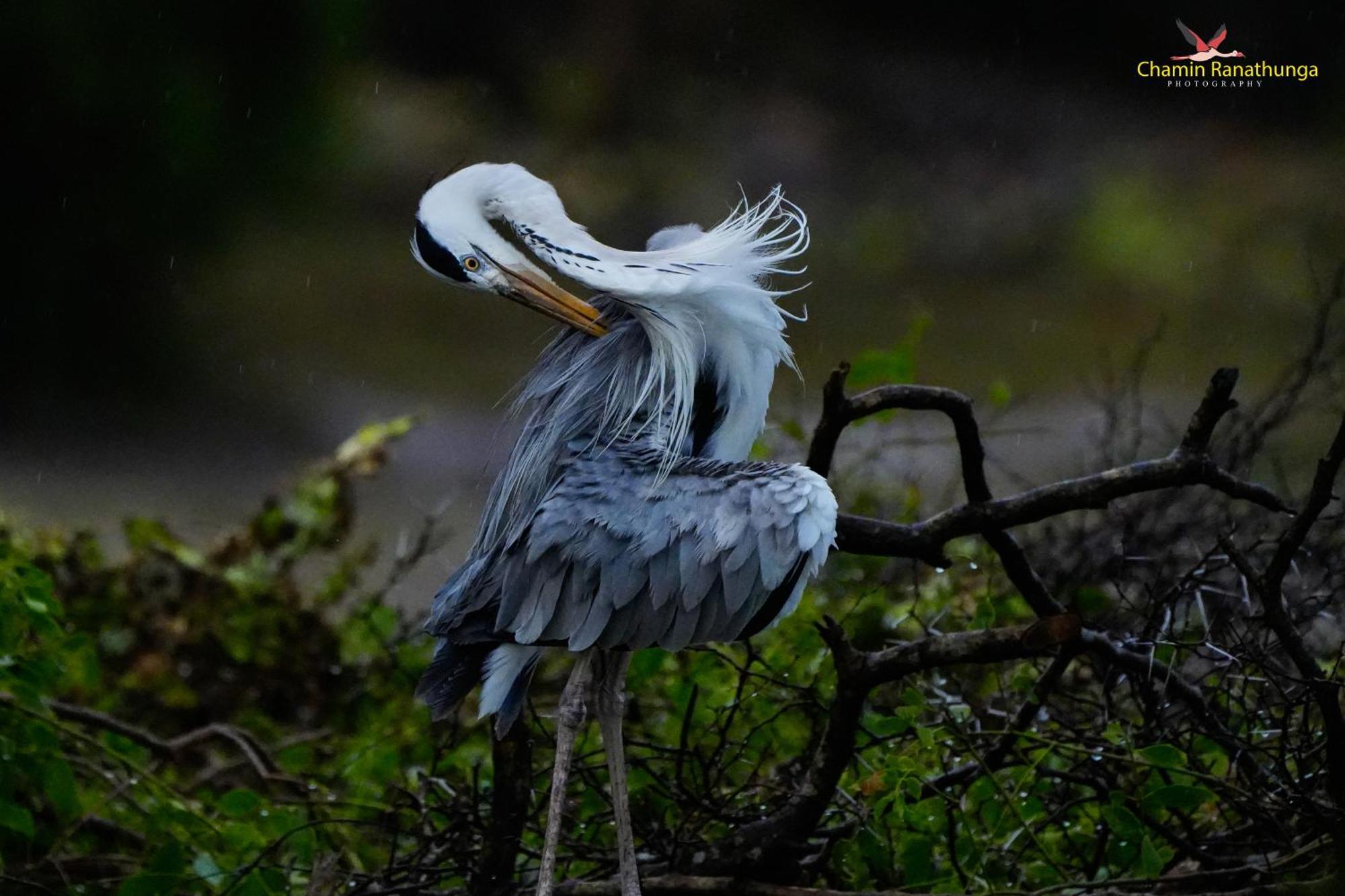 Bundala Flamingo Cotteges Hotel Hambantota Bagian luar foto