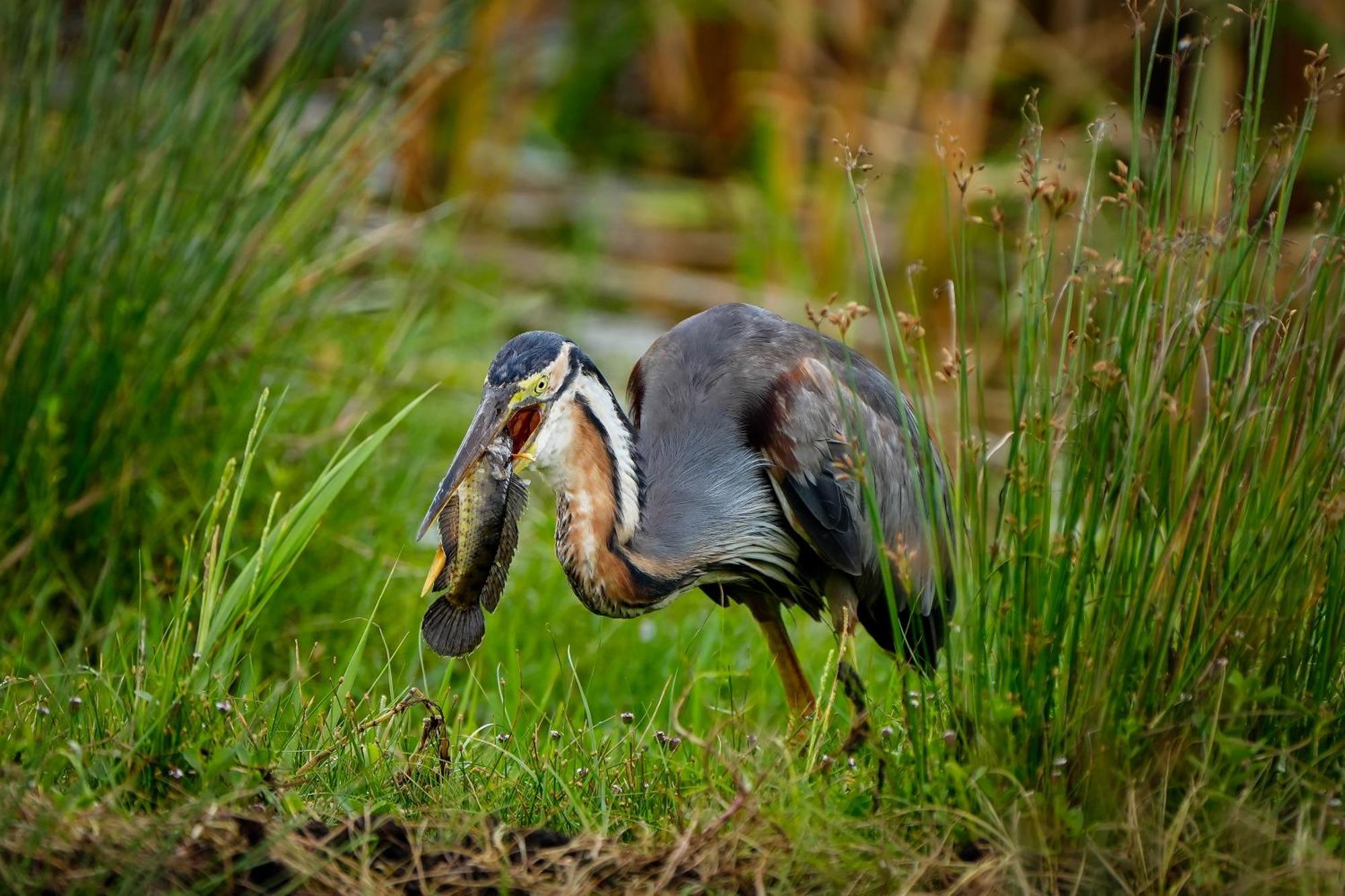 Bundala Flamingo Cotteges Hotel Hambantota Bagian luar foto