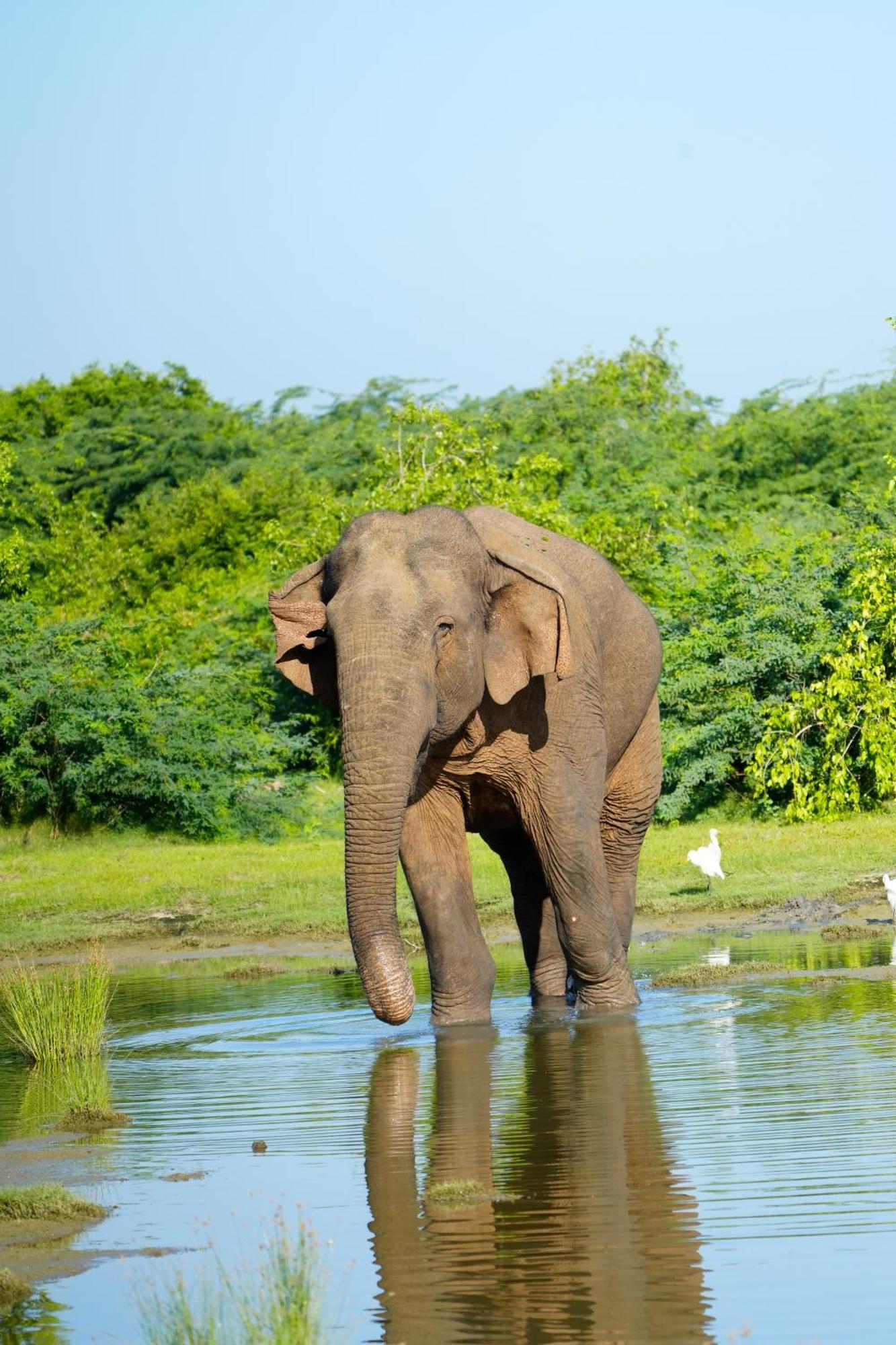 Bundala Flamingo Cotteges Hotel Hambantota Bagian luar foto