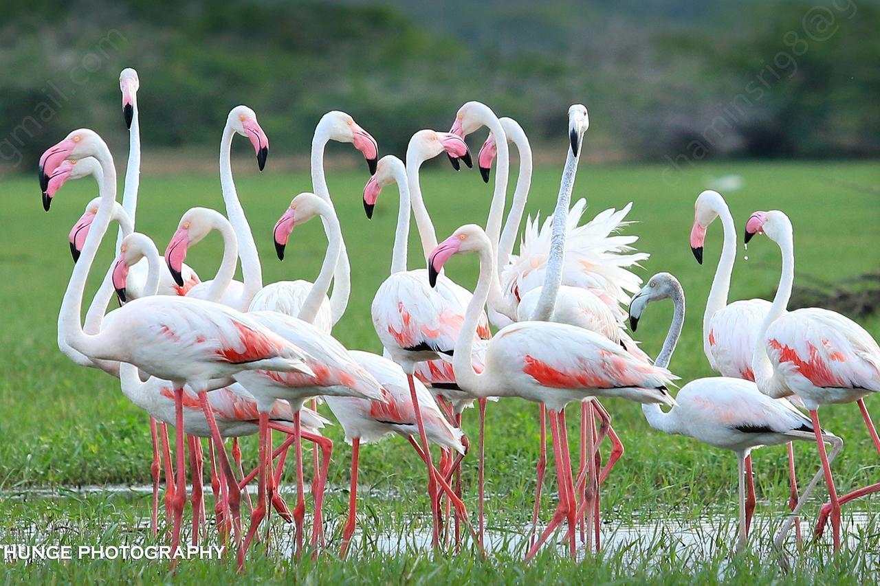 Bundala Flamingo Cotteges Hotel Hambantota Bagian luar foto
