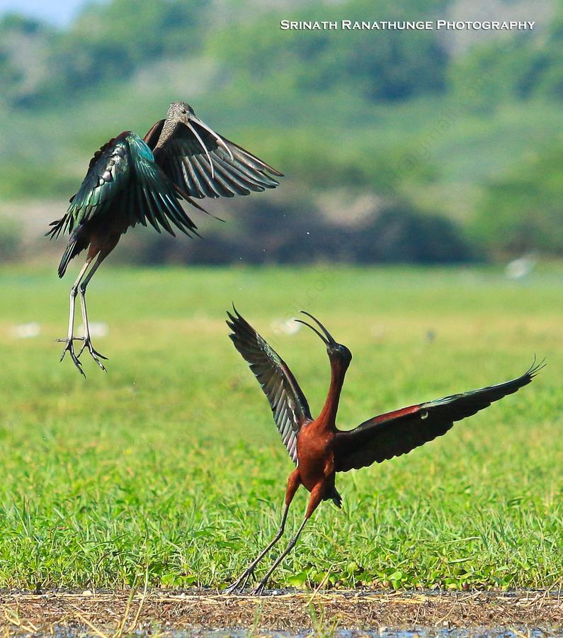Bundala Flamingo Cotteges Hotel Hambantota Bagian luar foto