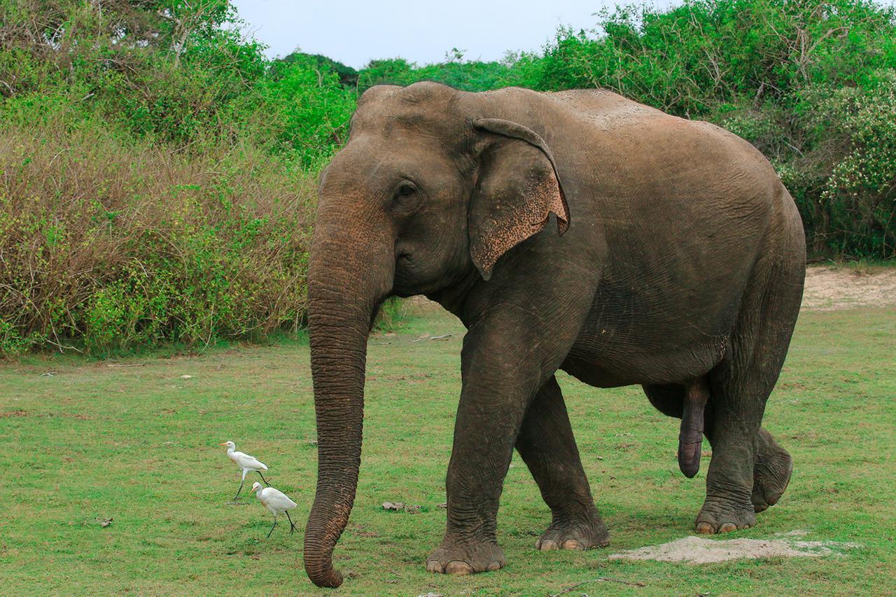 Bundala Flamingo Cotteges Hotel Hambantota Bagian luar foto