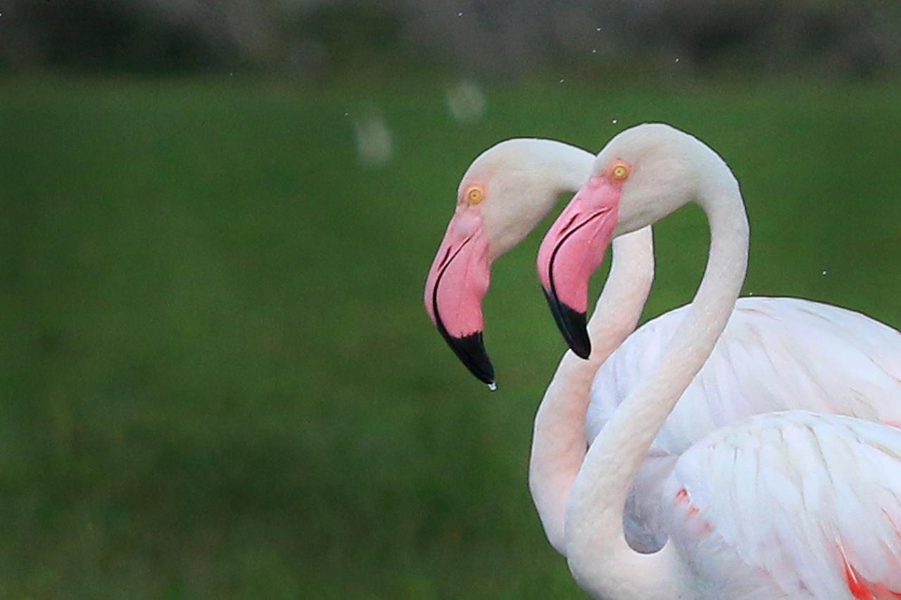 Bundala Flamingo Cotteges Hotel Hambantota Bagian luar foto