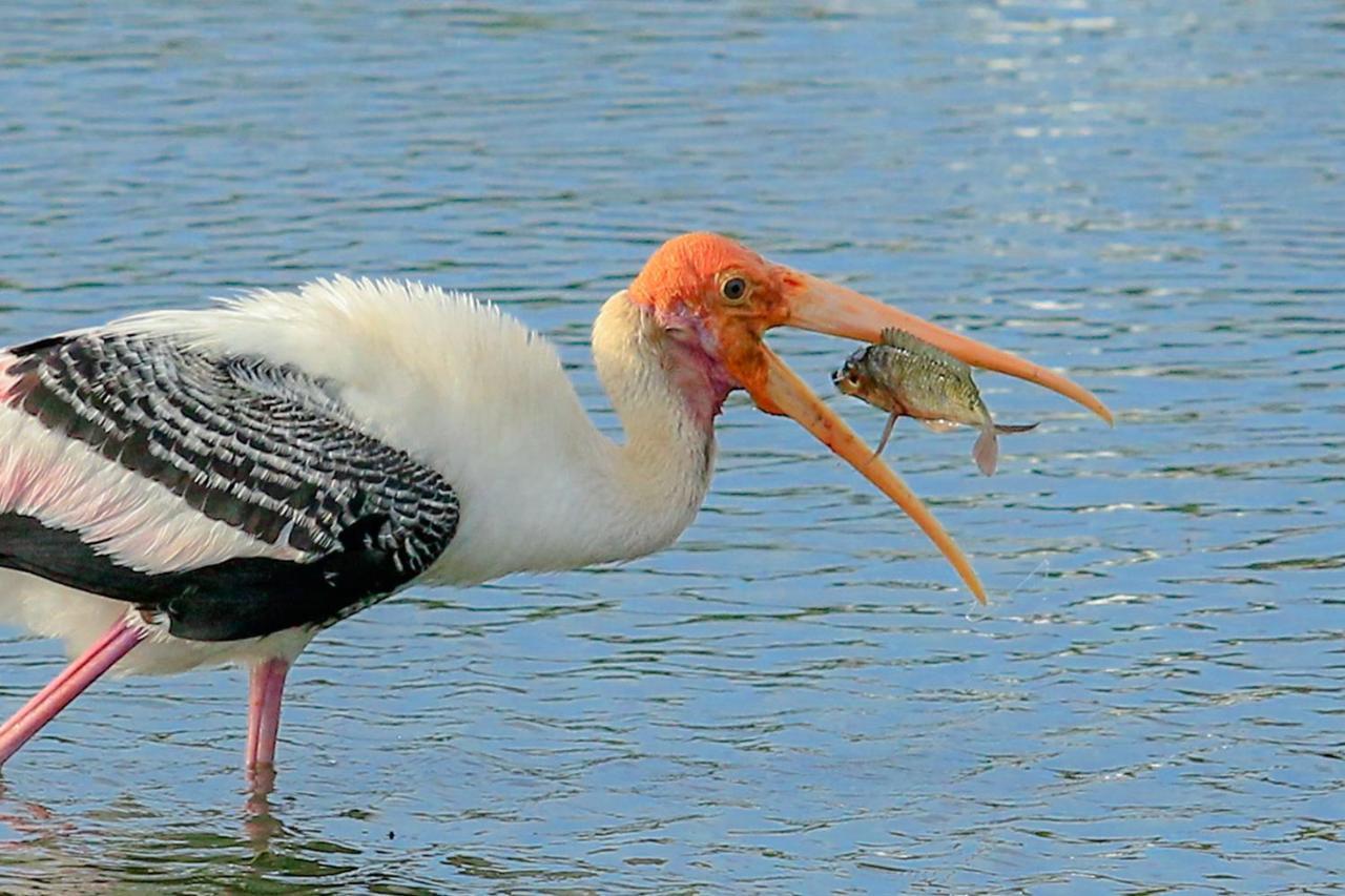Bundala Flamingo Cotteges Hotel Hambantota Bagian luar foto